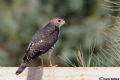 Accipiter brevipes